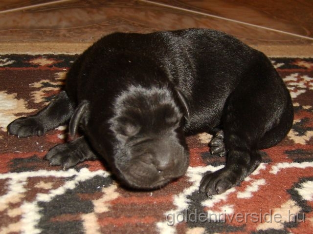 S6002756 kicsi.jpg - Labrador kiskutyk hrom naposan.
